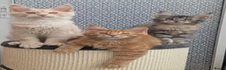 Maine Coon cats for sale: Stunning Tica registered Maine coons - Advert 10