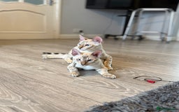 Bengal cats for sale: TICA registered snow lynx Bengal Kittens in Reading - Image 7