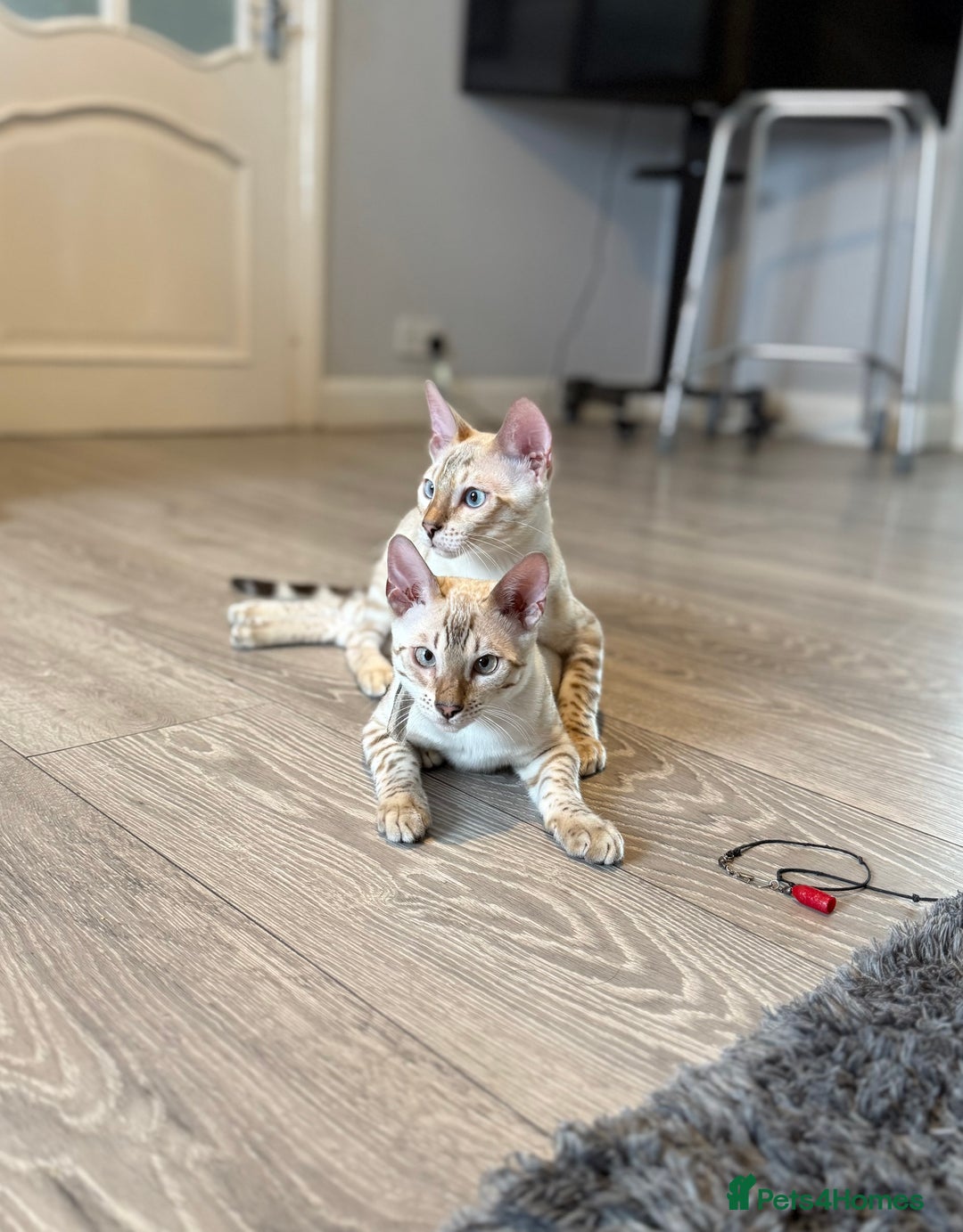 Bengal cats for sale: TICA registered snow lynx Bengal Kittens in Reading - Image 7