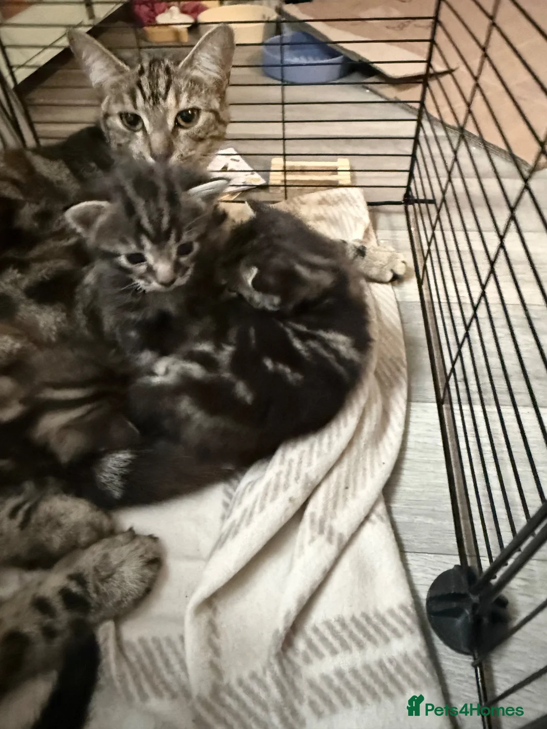 Mixed Breed cats for sale: Kittens for sale  in Glasgow - Advert 8