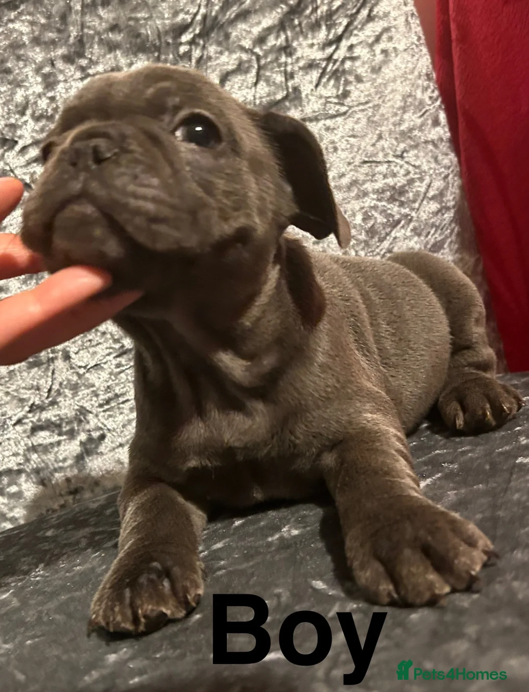 French Bulldog dogs for sale: 8 weeks old Blue Frenchies - Advert 7