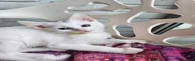 Mixed Breed Kitten 2