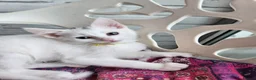 Mixed Breed cats for sale: White cats lovers calling  - Advert 8