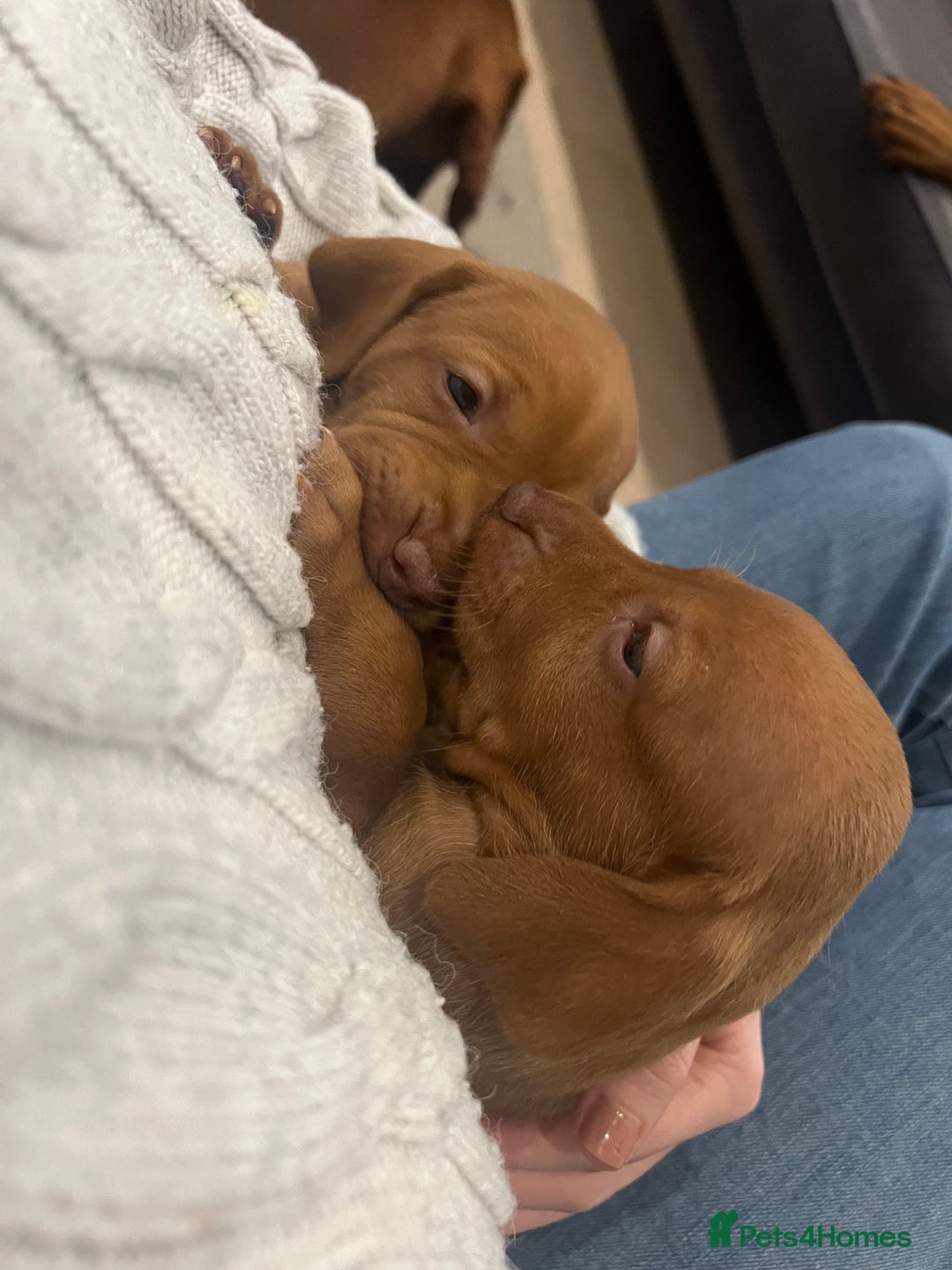 Hungarian Vizsla dogs for sale: Hookside x Skyrocket - Advert 10