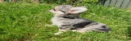 Chihuahua dogs for sale: Tiny tiny chihuahua girls  for sale  - Advert 9