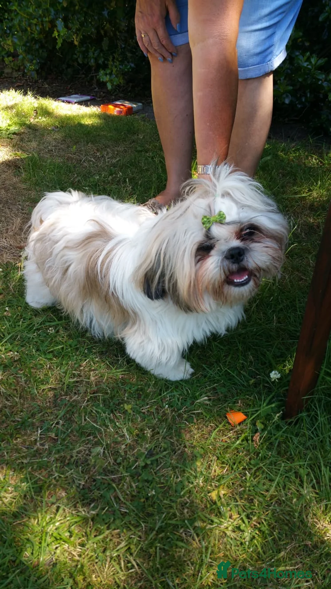 Shih Tzu dogs for stud: Shih tzu STUD only not for sale  in Birmingham - Advert 5
