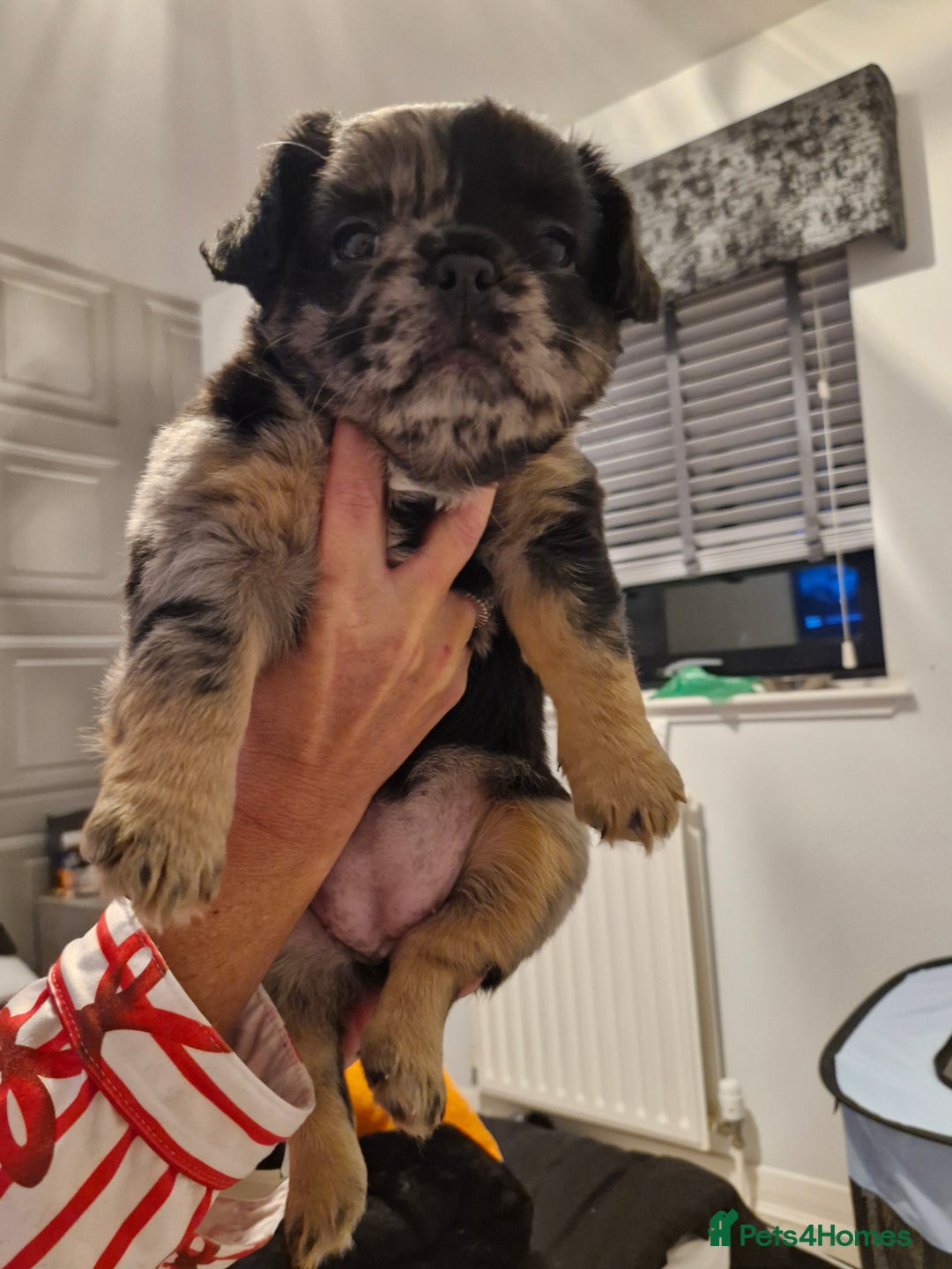 French Bulldog dogs for sale: French bulldogs - Advert 3