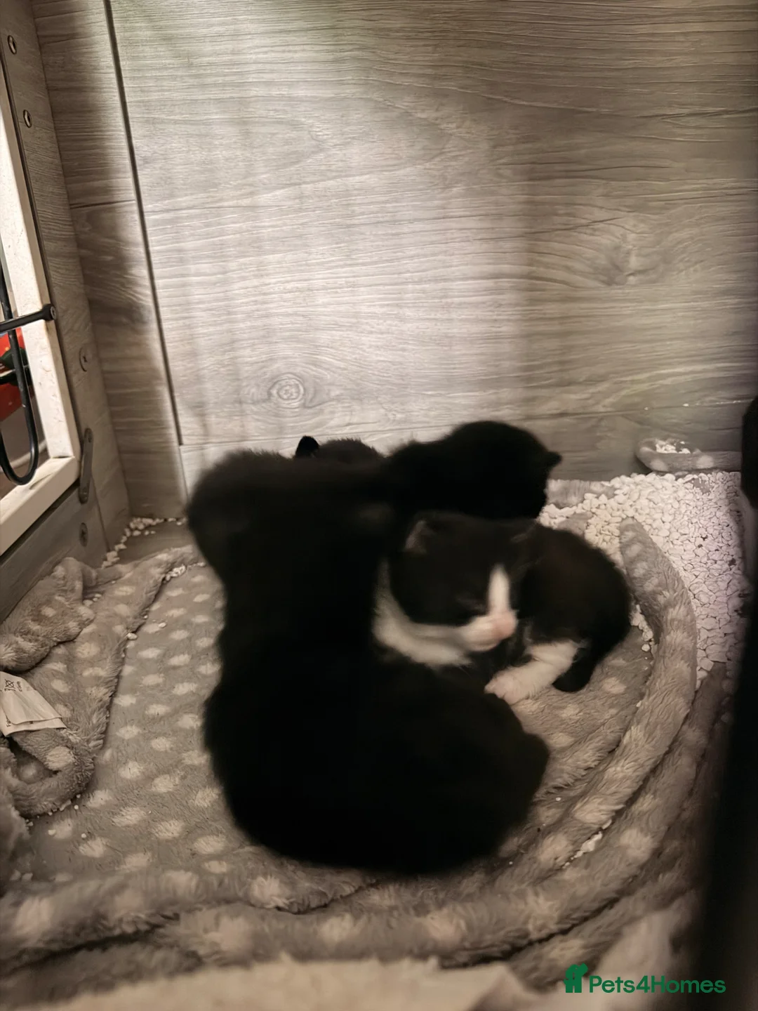 British Shorthair cats for sale: Three black and one black and white - Advert 2
