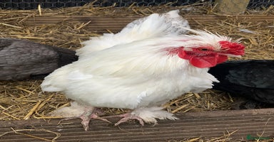 Chickens poultry - Advert 4