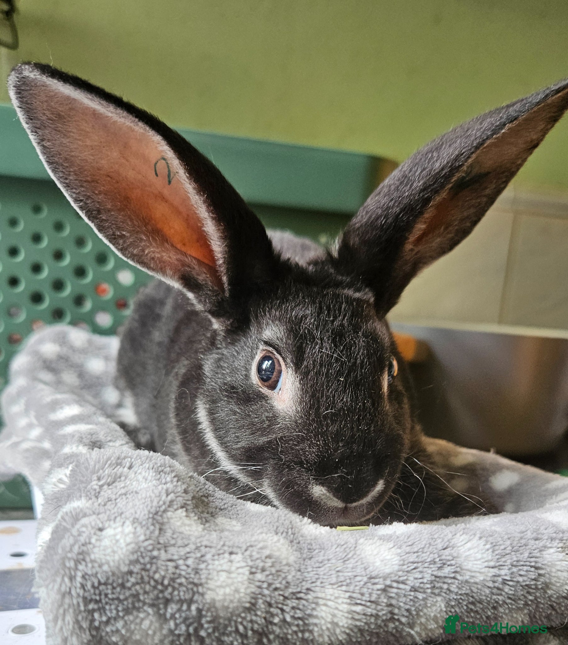 Rex rabbits Rex & Mini Rex Kits Available - Advert 3