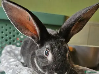 Rex rabbits Rex & Mini Rex Kits Available - Advert 3