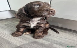 Cocker Spaniel dogs for sale: READY NOW Kcreg show cocker spaniels health tested in Brighouse - Image 11