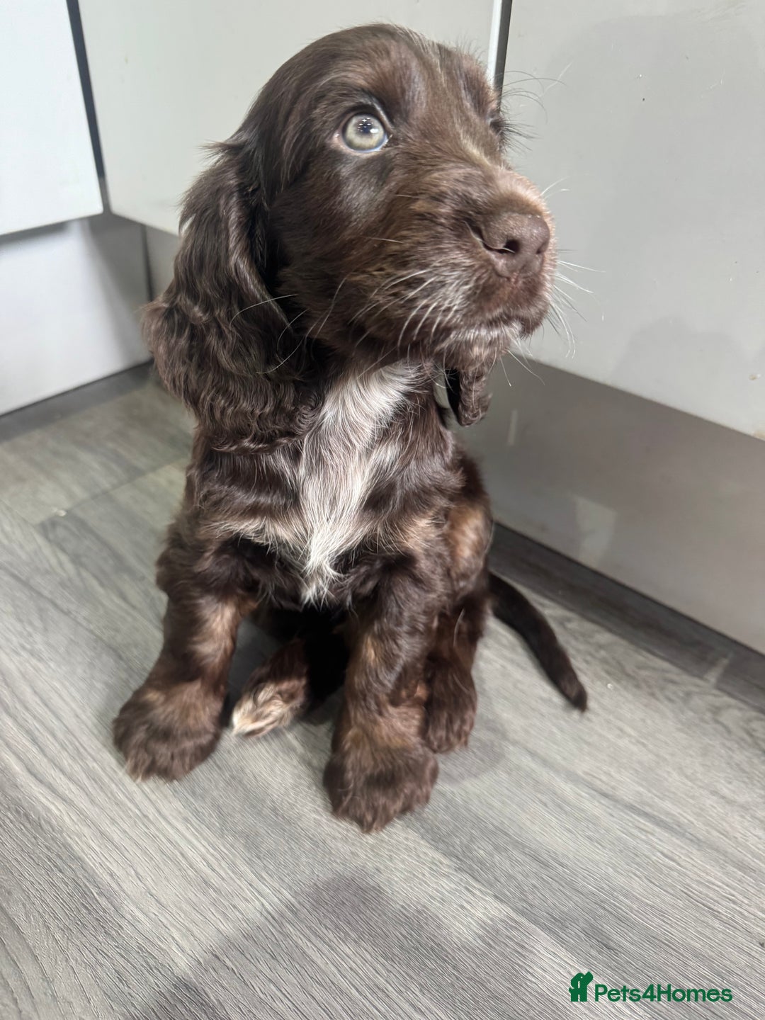 Cocker Spaniel dogs for sale: READY NOW Kcreg show cocker spaniels health tested in Brighouse - Image 11