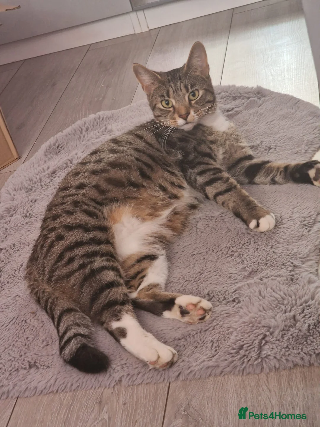 Mixed Breed cats for sale: Raised With Love – Gorgeous Kittens - Advert 8