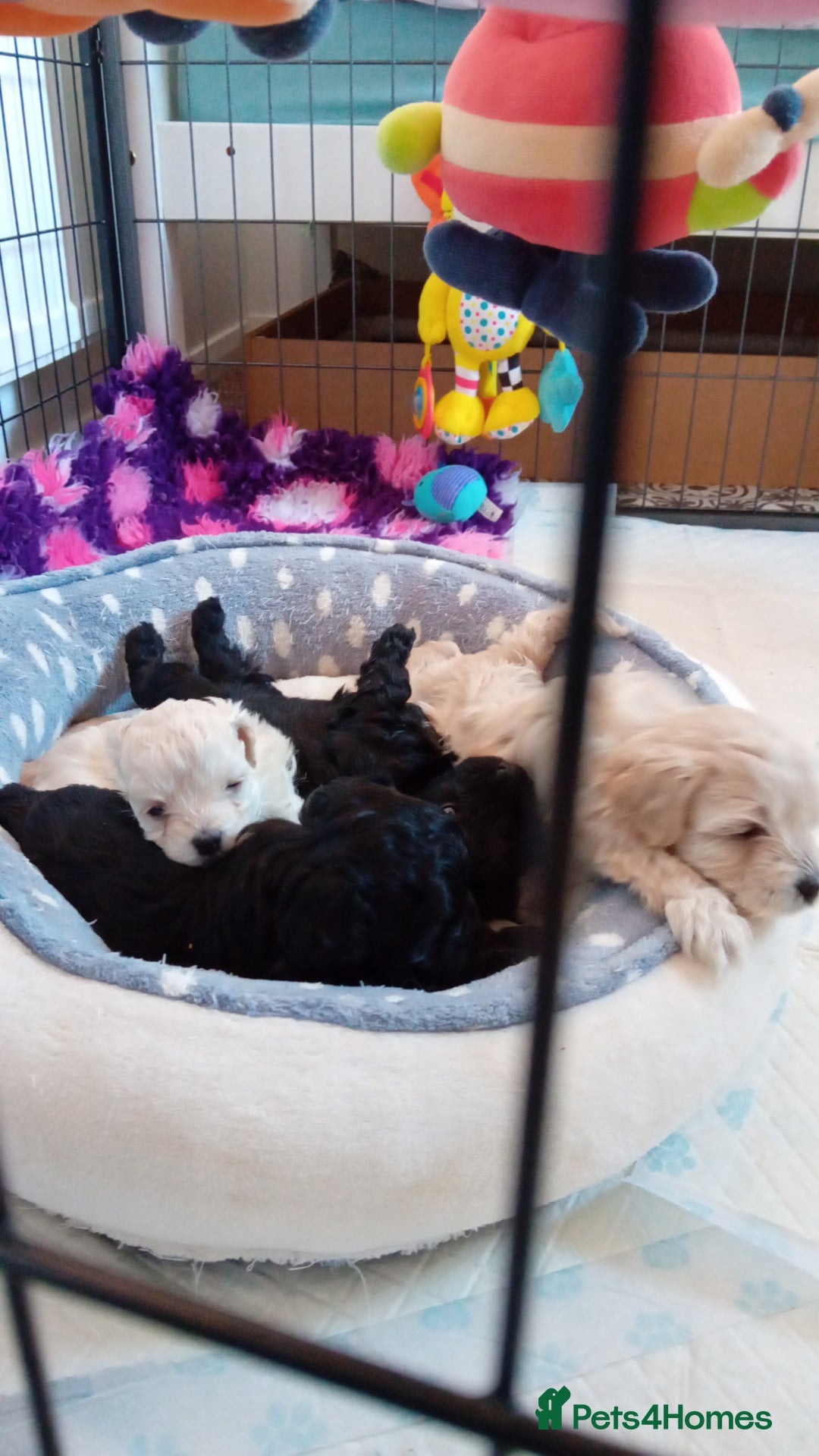 Maltipoo dogs for sale: Health Tested F1B Maltipoos - 2 boys available  - Advert 6