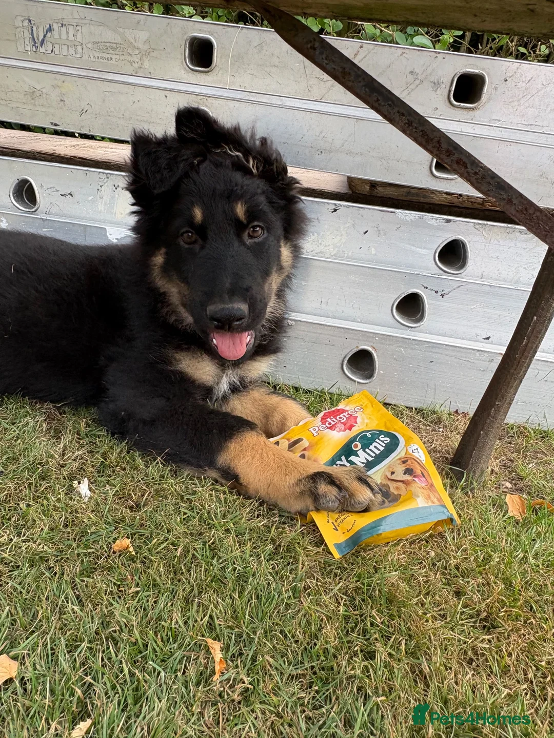 German Shepherd dogs for sale: Gorgeous 14 Week old Female German Shepherd - Advert 2