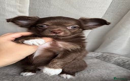 Chihuahua dogs for sale: XXS Tiny Chihuahua Long,Last Girl,Merle Blue Eye - Image 2