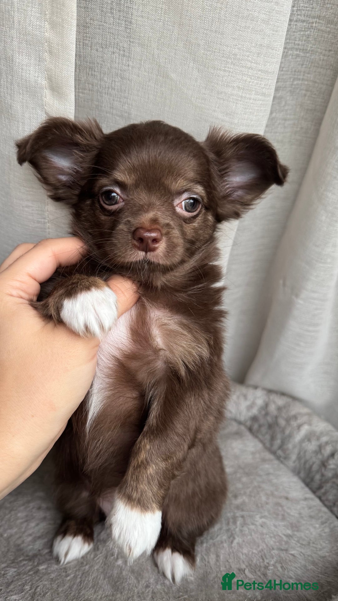 Chihuahua dogs for sale: XXS Tiny Chihuahua Long,Last Girl,Merle Blue Eye - Image 2