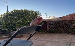 Cockatoo birds for sale: Baby Galah Cockatoo for Sale -  Sweet & Social - Image 3
