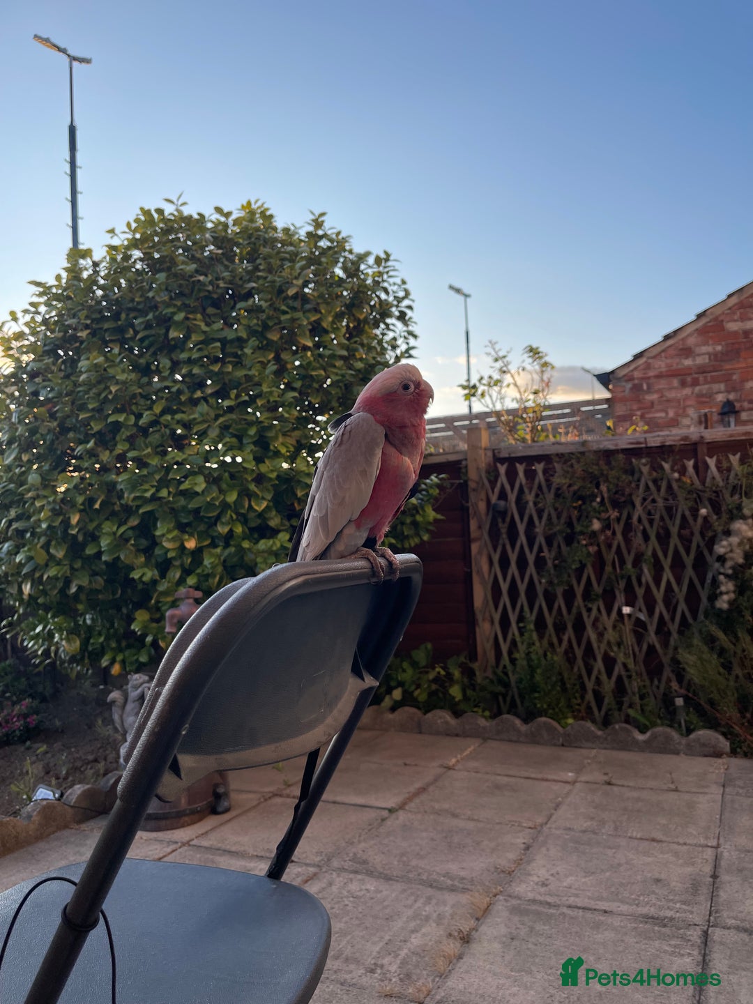 Cockatoo birds for sale: Baby Galah Cockatoo for Sale -  Sweet & Social - Image 3