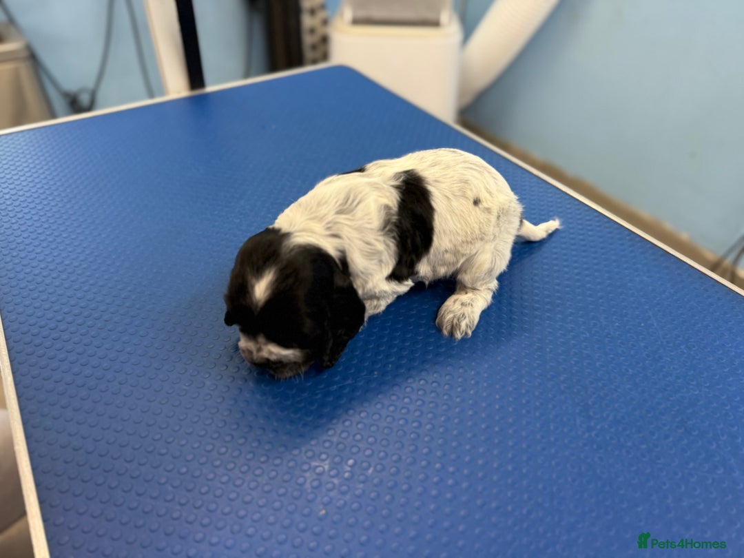 Cocker Spaniel dogs for sale: Beautiful kc registered show cocker spaniels - Image 10