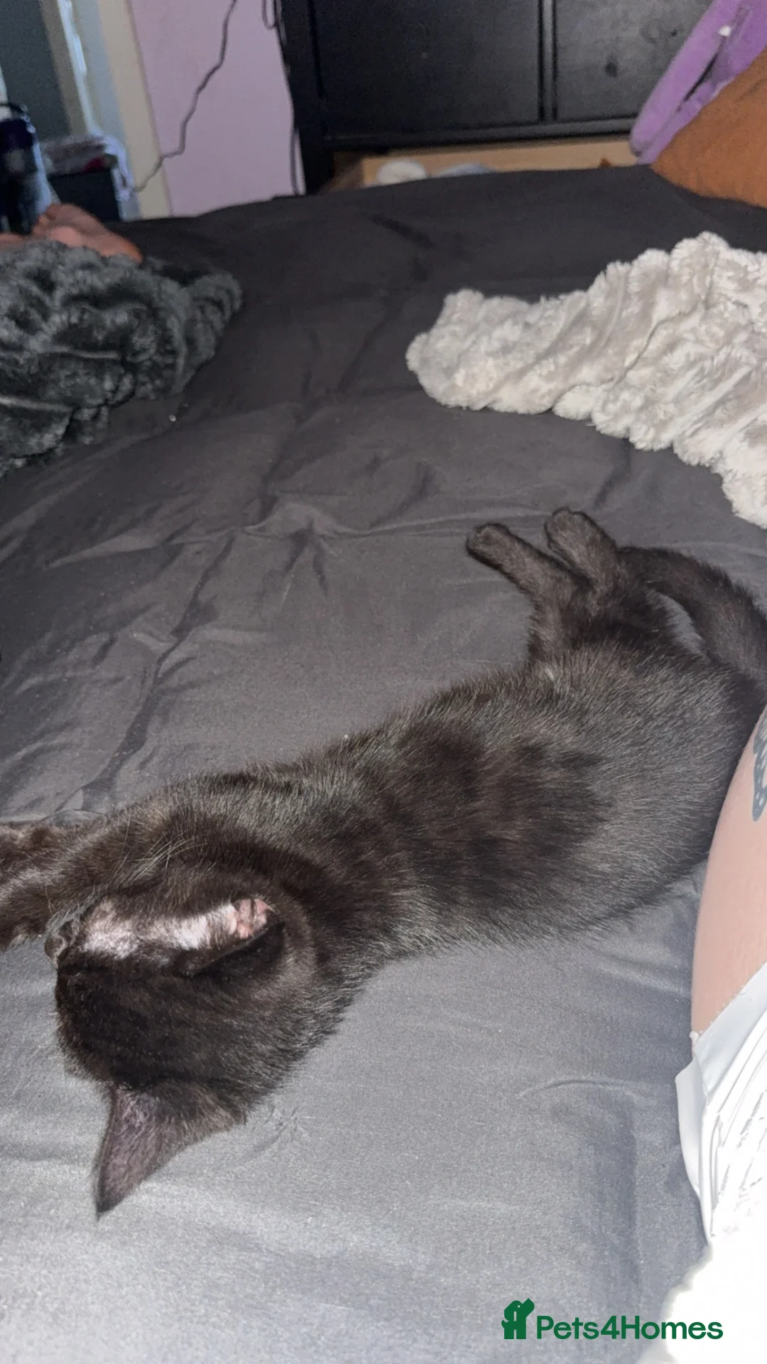 Mixed Breed cats for sale: Beautiful little boy needing forever home  - Advert 1
