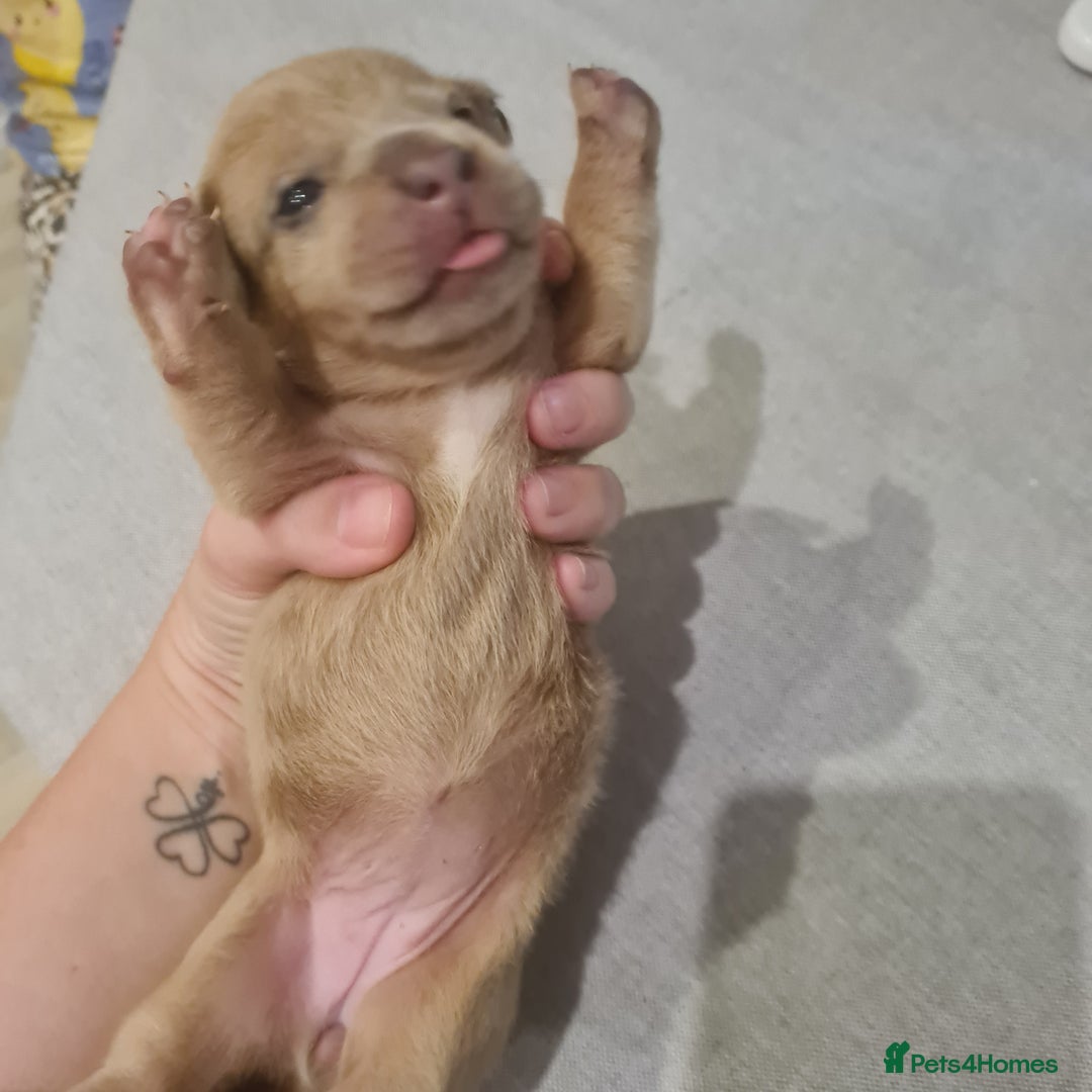 Mixed Breed dogs for sale: French bull weinners  - Image 25