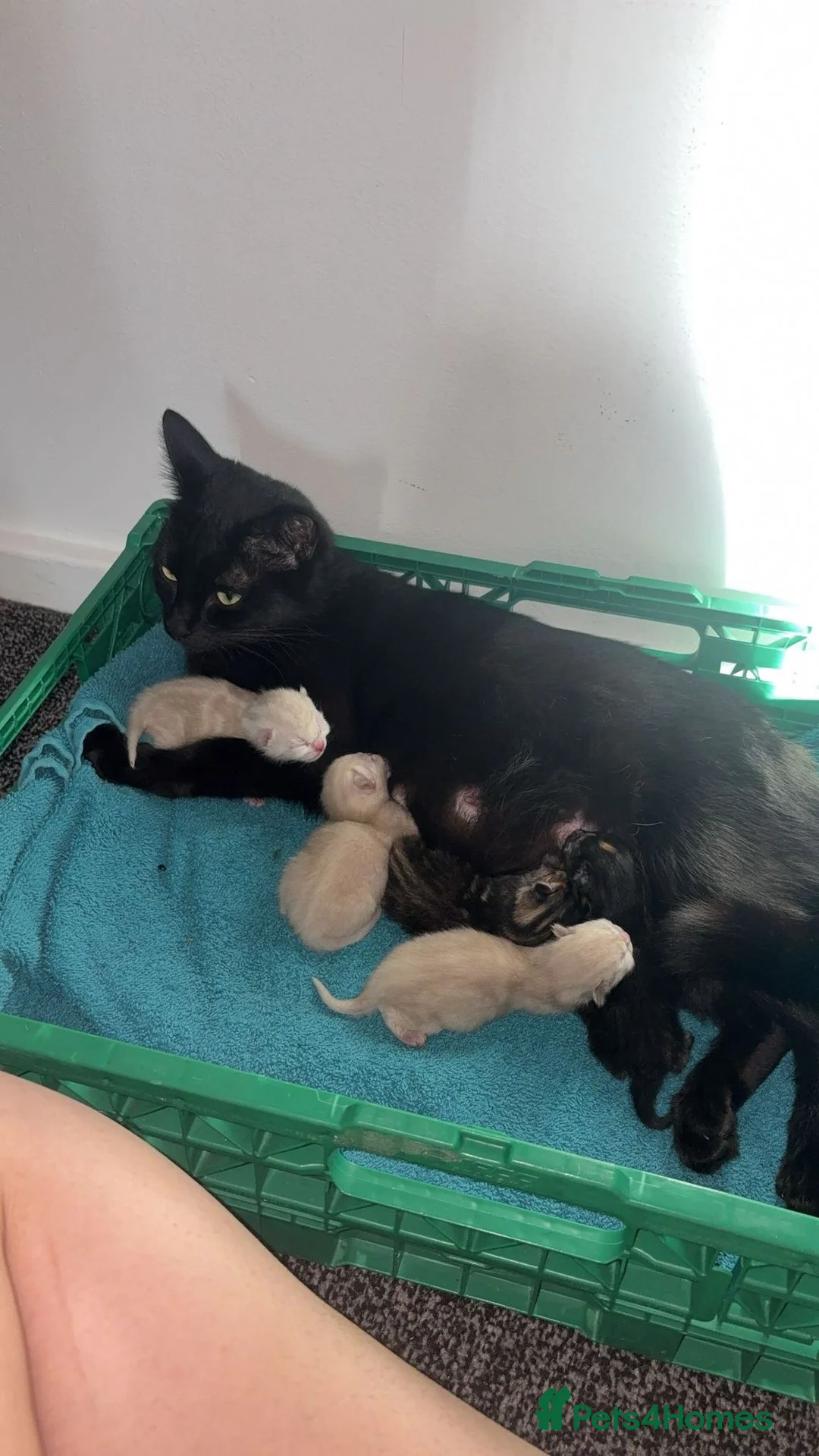 Mixed Breed cats for sale: 9 week old kittens  - Advert 7