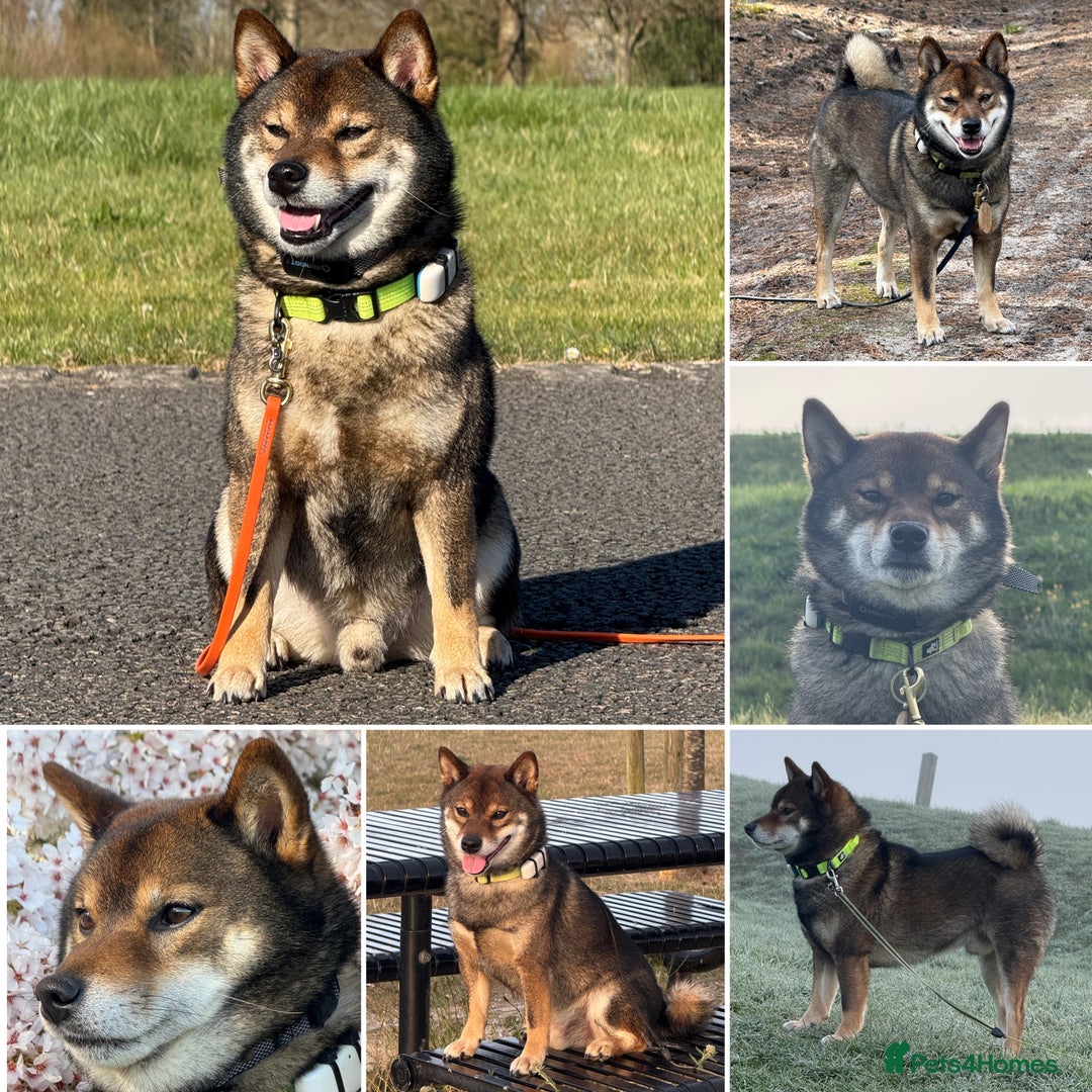 Japanese Shiba Inu dogs for stud: Handsome BOY ready for STUD duties  - Advert 11