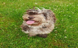Cockapoo dogs for sale: Brown merle cockapoo girl 1 year 7 months old - Image 1