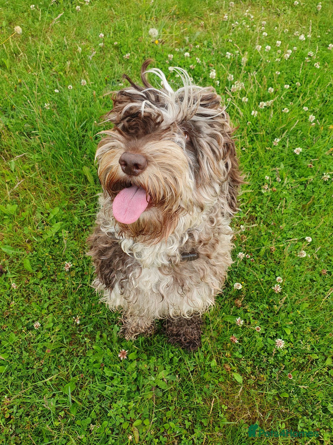 Cockapoo dogs for sale: Brown merle cockapoo girl 1 year 7 months old - Image 1