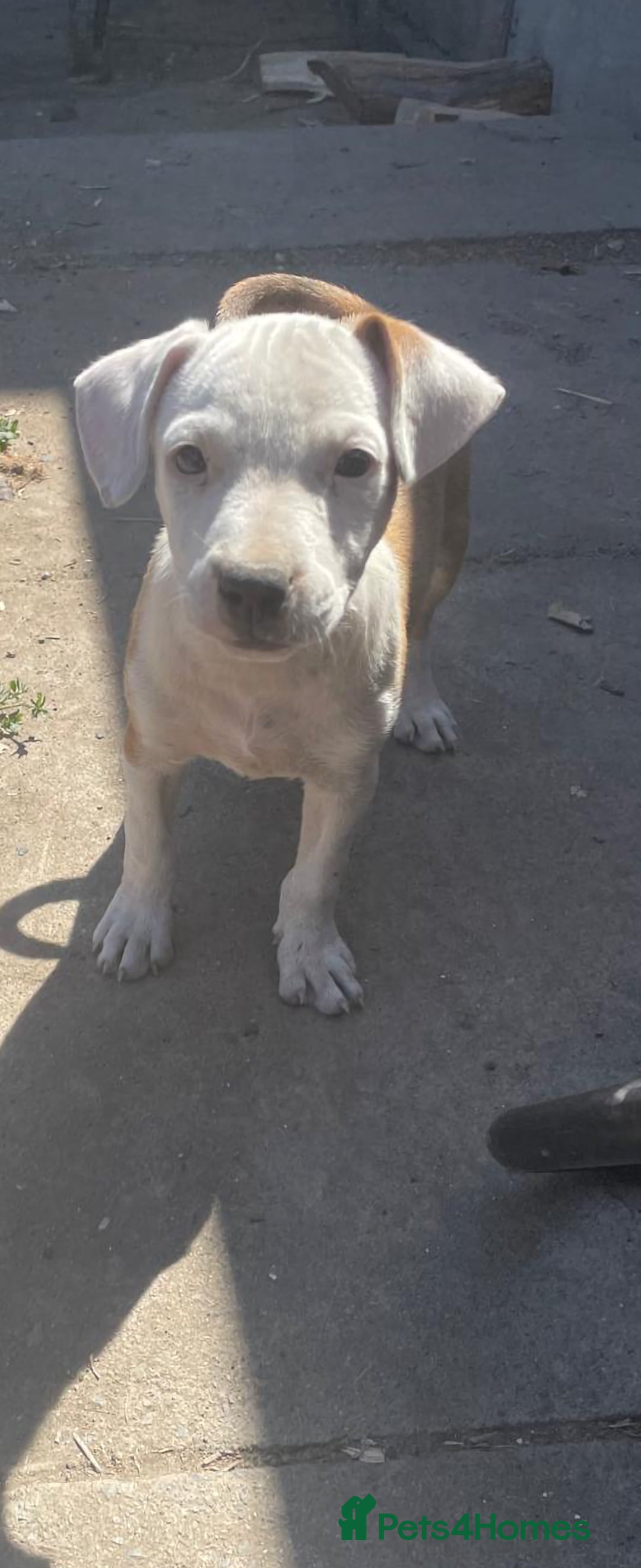 Mixed Breed dogs for sale: Female pup for sale  - Advert 3