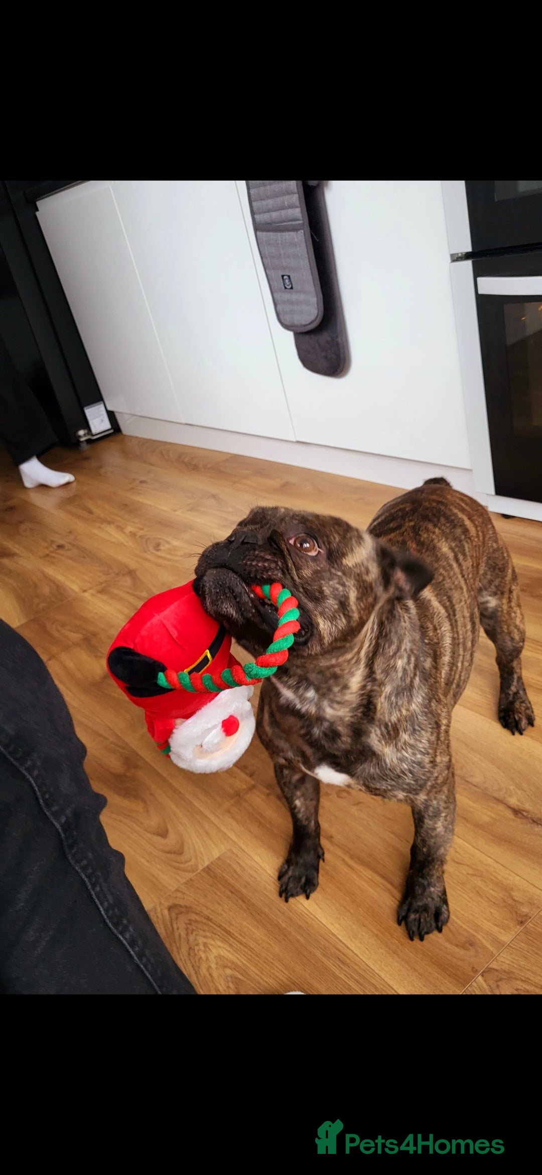 French Bulldog dogs for sale: Rehoming Hugo/ Frenchie - Image 8