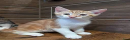 British Shorthair cats for sale: Beautiful kittens for sale in Manchester - Advert 4