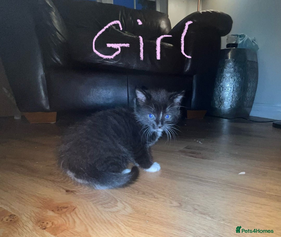 Maine Coon cats for sale: 6 Maine Coon cross* Kittens  - Image 5