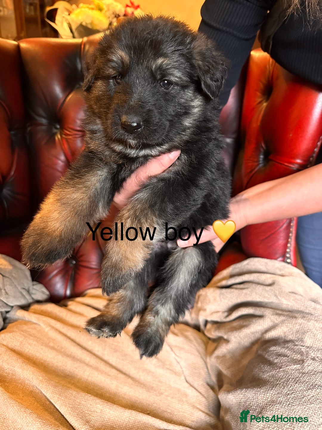 German Shepherd dogs for sale: Long-Haired Straight Back German Shepherd Puppies - Image 5