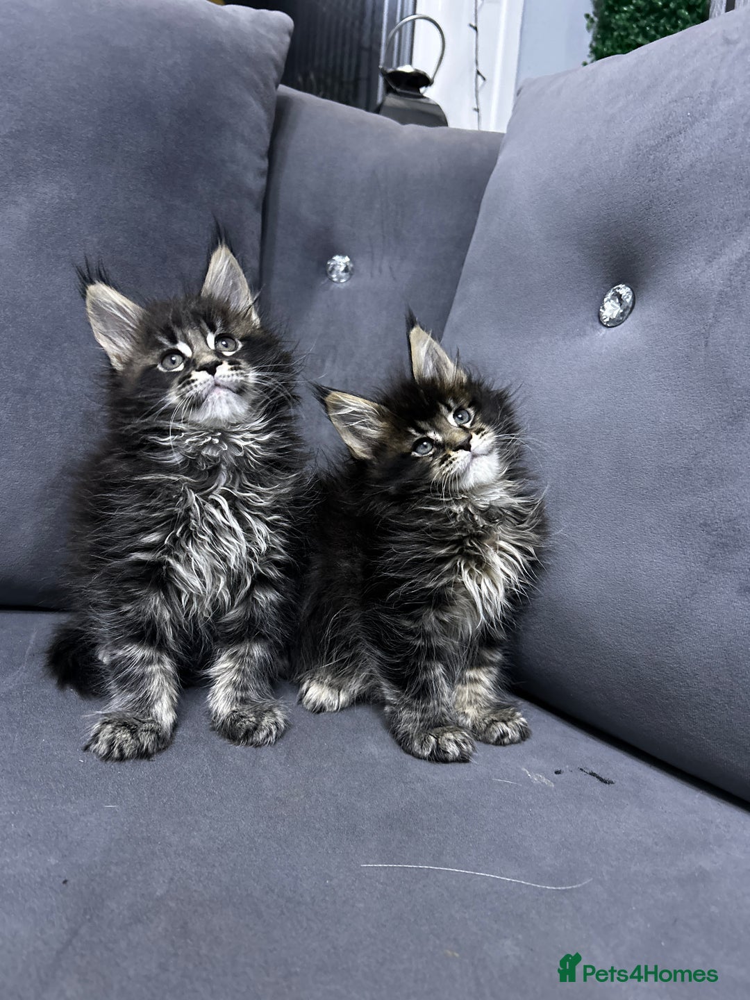 Maine Coon cats for sale: Maine Coon  - Image 4