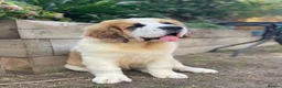 Saint Bernard dogs for sale: Saint Bernard puppies  - Advert 2