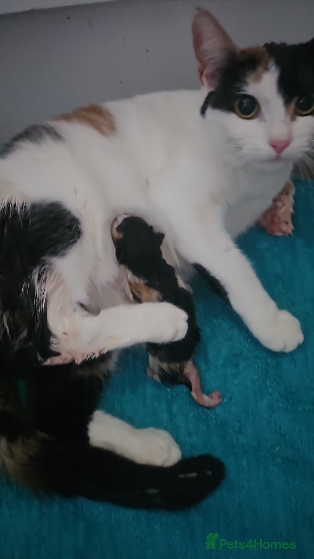 Mixed Breed cats for sale: Beautiful short haired& Norwegian forest cat - Advert 11