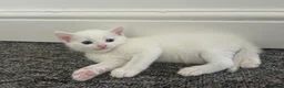 Turkish Van cats for sale: Beautiful Turkish van kittens for sale.  - Advert 10
