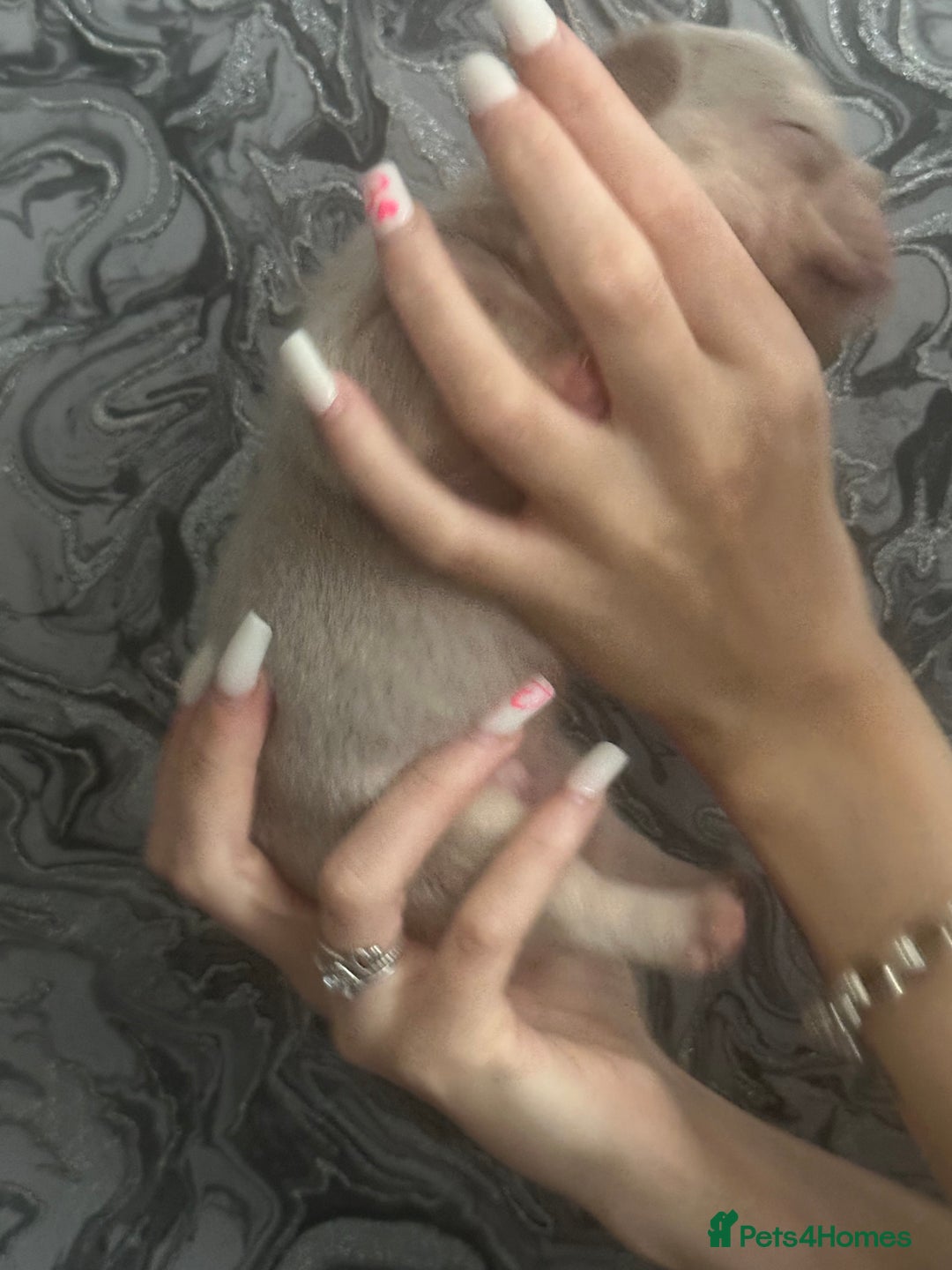 French Bulldog dogs for sale: Female puppy frenchie - Image 1