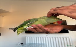 Parrots birds for sale: Alexandrine semi tame - Image 2