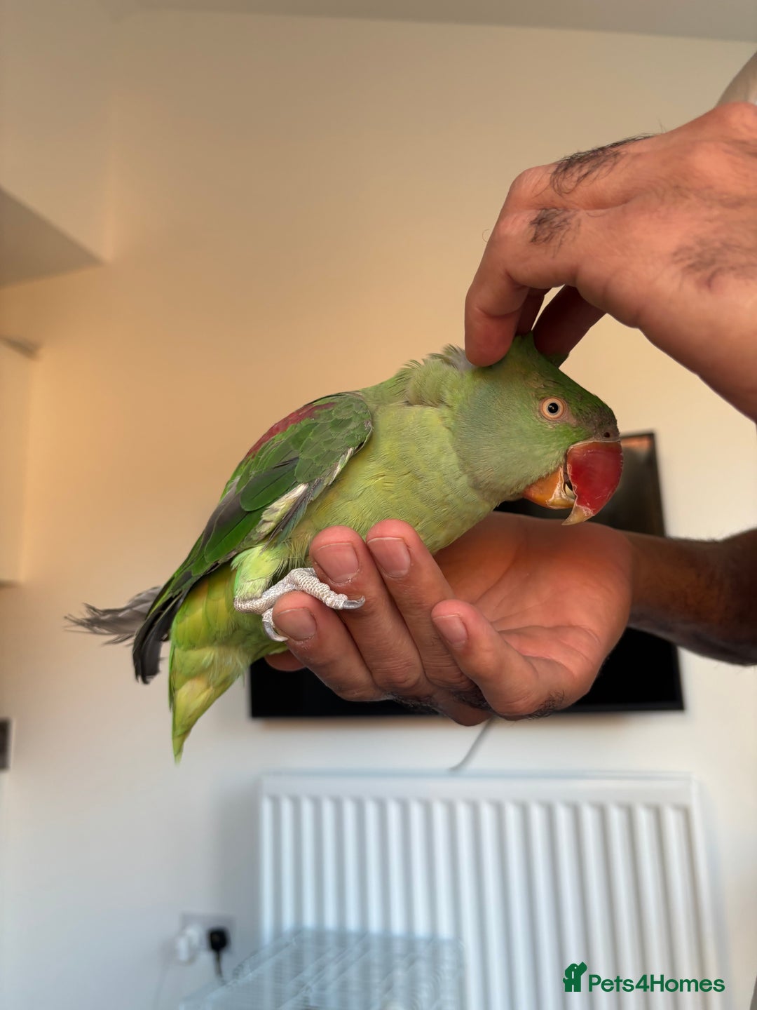 Parrots birds for sale: Alexandrine semi tame - Image 2