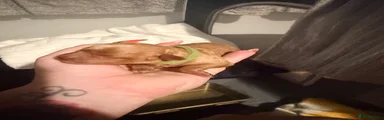 Mr Green