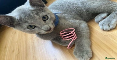 Russian Blue cats - Advert 10