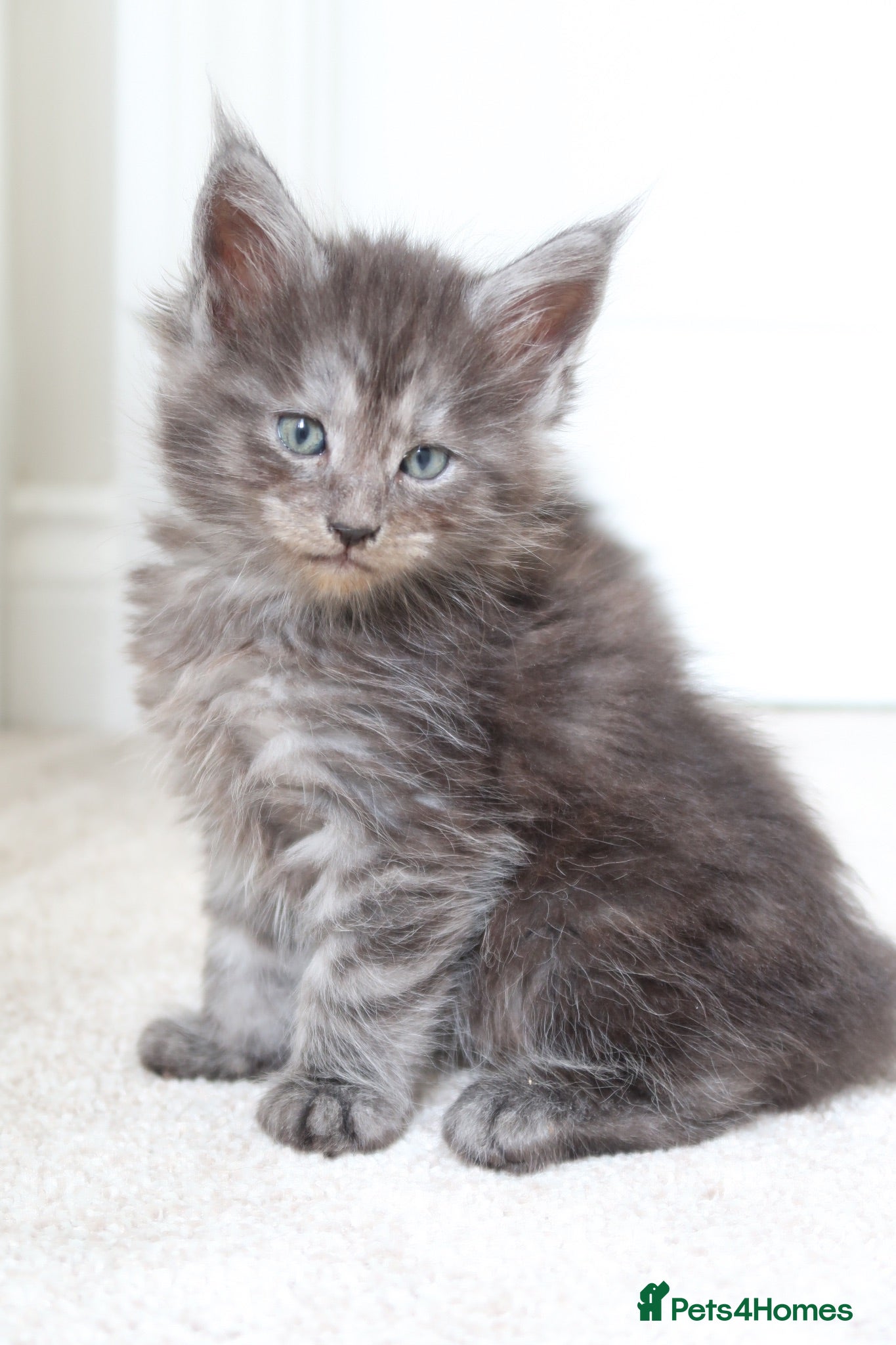 Maine Coon cats Russian GCCF SMOKE Mainecoon’s  - Advert 9