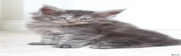 Maine Coon cats for sale: RUSSIAN XL GCCF SMOKE KITTENS - Advert 2