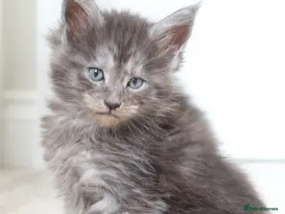 Maine Coon cats RUSSIAN XL GCCF SMOKE KITTENS - Advert 12