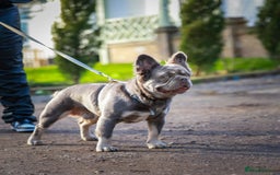 French Bulldog dogs for sale: French bulldogs - Image 39