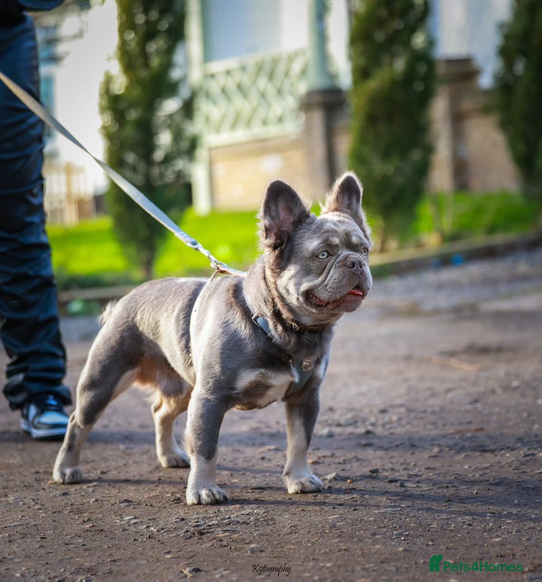French Bulldog dogs for sale: French bulldogs - Image 39